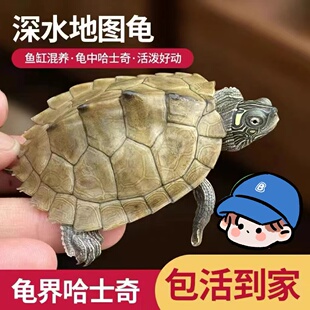 地图苗龟活体深水龟观赏小乌龟活体小宠物密西西比地图黑瘤地图