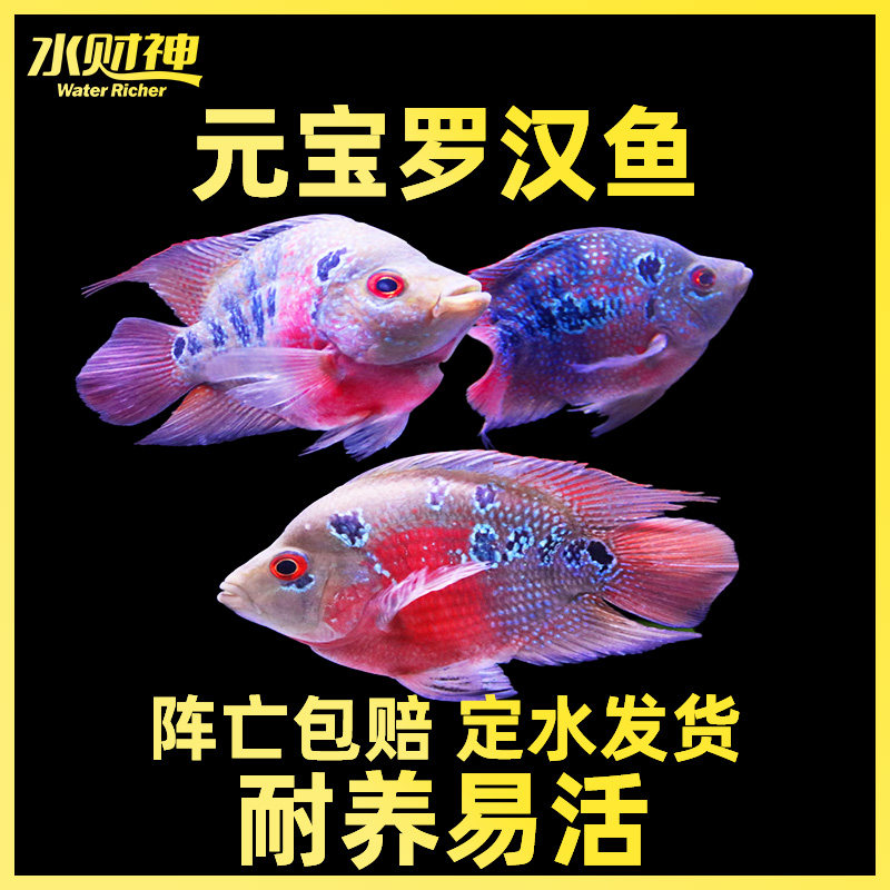 热带观赏鱼麒麟鱼鹦鹉鱼麒麟罗汉血鹦鹉元宝罗汉宠物活体鱼