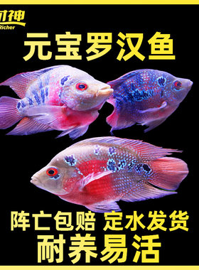 风水血鹦鹉热带观赏鱼