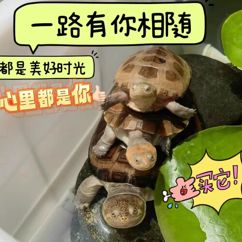 西非侧颈龟苗宠物活体沼泽侧颈深水蛋龟外塘养殖热带网红造景乌龟