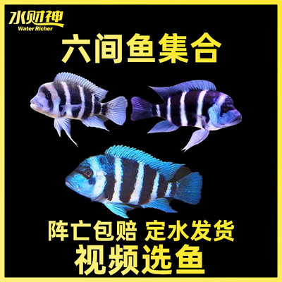 布隆迪伊巴卡三湖慈鲷