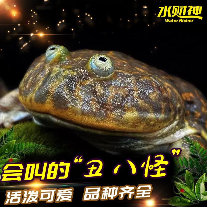 小丑蛙 猫眼珍珠蛙水蛙角蛙萌蛙抖音快手宠物蛙水栖蛙网红小丑