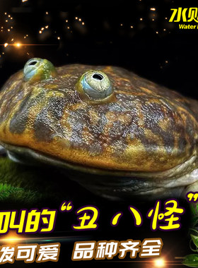 小丑蛙猫眼珍珠蛙角蛙