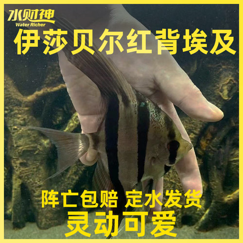 伊莎贝尔埃及淡水热带观赏鱼