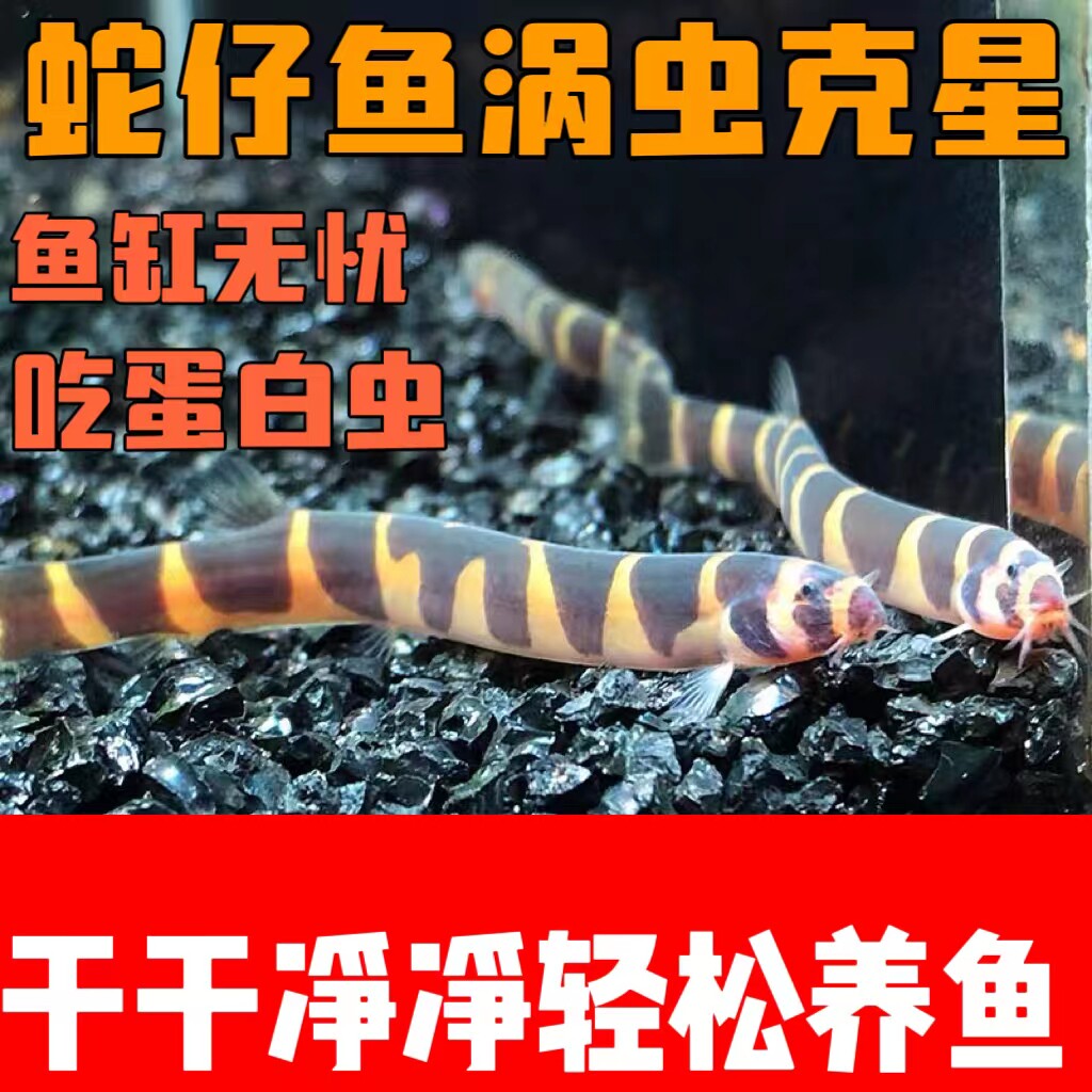 蛇仔鱼苦力泥鳅精灵鼠月光鼠热带鱼除蛋白虫吃涡虫虾缸搭档清洁鱼