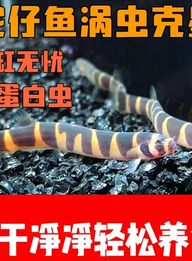 泥鳅涡虫活体清理观赏鱼