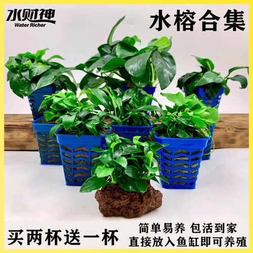 前中鱼缸阴性增氧水上叶真水草