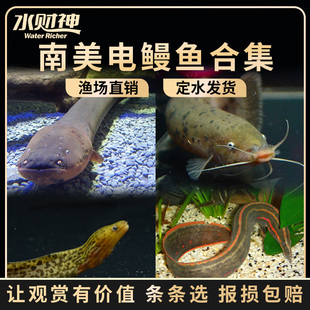 南美大型凶猛鱼电鳗鱼发电机黑鬼鳗鱼活体淡水鱼热带鱼观赏鱼活体