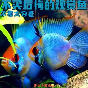 金波子蓝波子鱼凤凰球鱼宝蓝球鱼荷兰凤凰鱼包活活体热带鱼