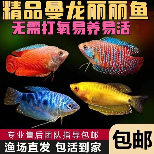 蓝曼龙鱼活体观赏鱼小型热带鱼淡水鱼练手鱼金鱼好养耐活不打氧 - 封面