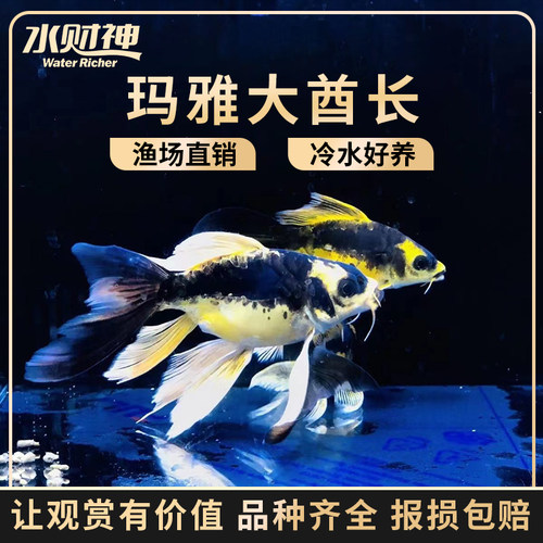 玛雅大酋长2023新款熊猫彩蝶