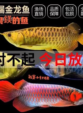 印尼红龙鱼活体水财神