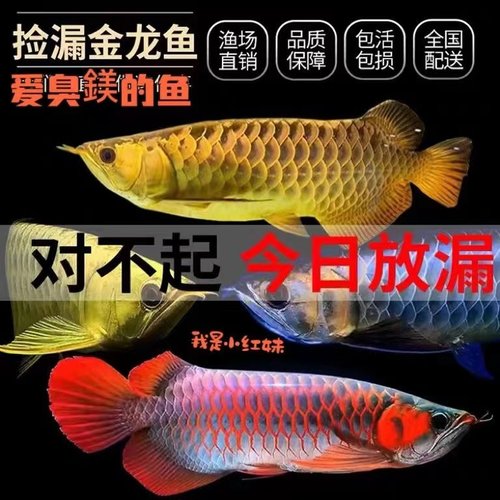 印尼红龙鱼活体鱼辣椒红龙抄血红龙苗金龙鱼活鱼龙鱼小鱼苗热带鱼 - 封面