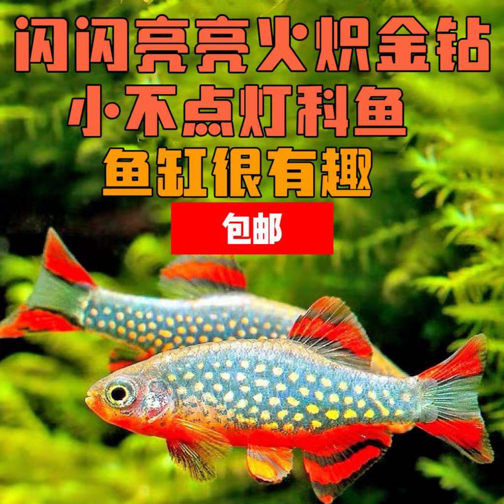 火炽金钻原生鱼 钻石彩虹鲫 红黑宝石鲫 草缸群游半冷水鱼