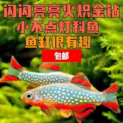 火炽金钻钻石彩虹鲫冷水