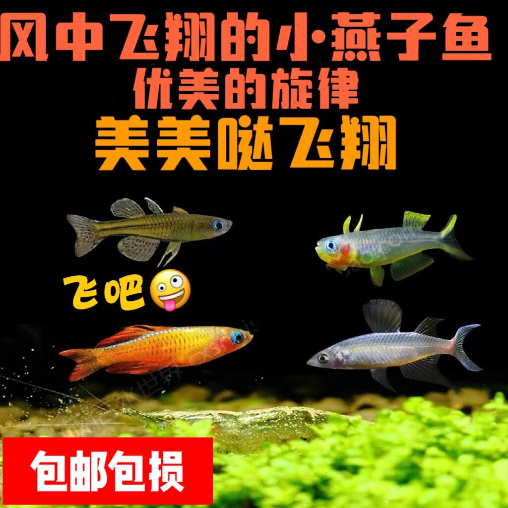 可混养小型易养热带鱼燕子美人鱼活体水族观赏鱼可爱宠物群游鱼