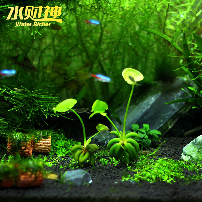 香蕉草结蕉草虾鱼缸水中草