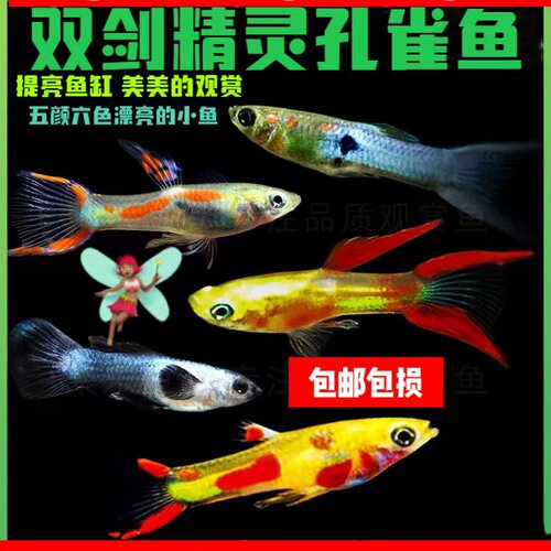 蓝双剑精灵孔雀鱼水财神