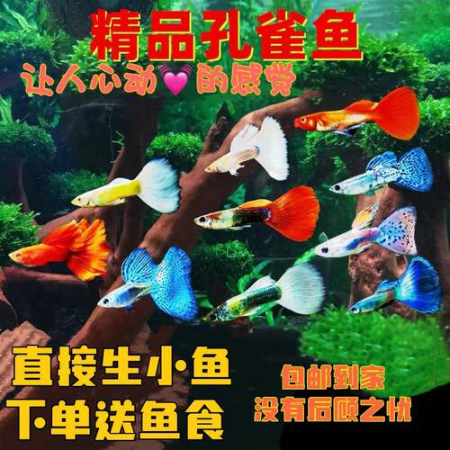 凤尾孔雀鱼热带胎生观赏鱼淡水