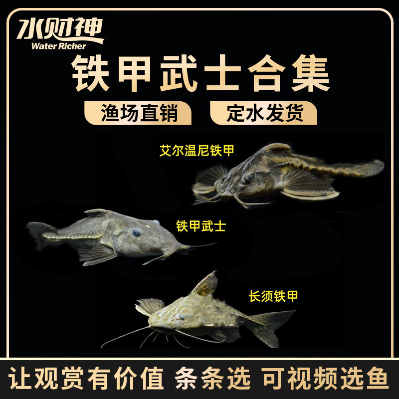 普铁甲武士鱼活体艾温艾尔温尼铁甲海豚长须铁甲武士大型鱼鲶鱼