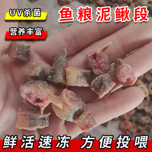 泥鳅段小黄鱼白条麦穗虾仁林蛙龙鱼魟鱼虎鱼饲料冻南美虾冷冻鱼食