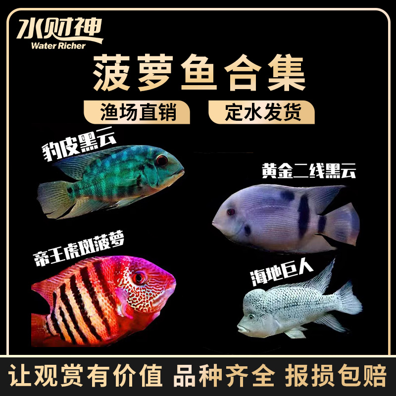 喷点菠萝鱼帝王虎斑绿巨人德州豹