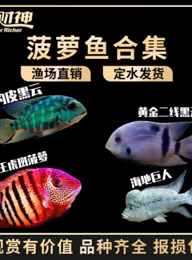 喷点菠萝鱼帝王虎斑绿巨人德州豹