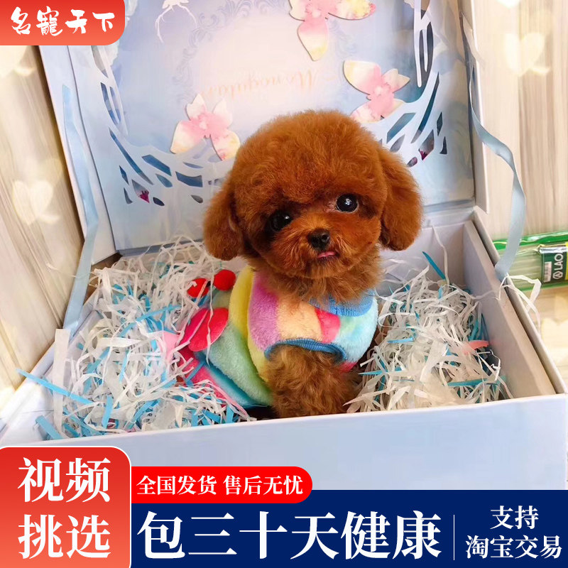 茶杯飞耳小体泰迪幼犬灰泰迪犬纯种活体茶杯红泰迪白泰迪上海犬舍