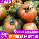 丹东草莓西红柿现摘现发3斤5斤铁皮西红柿可食新鲜小番茄孕妇水果