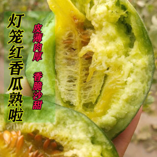 巴盟应季香瓜内蒙古河套灯笼红香瓜新鲜现摘水果甜瓜当季自然成熟