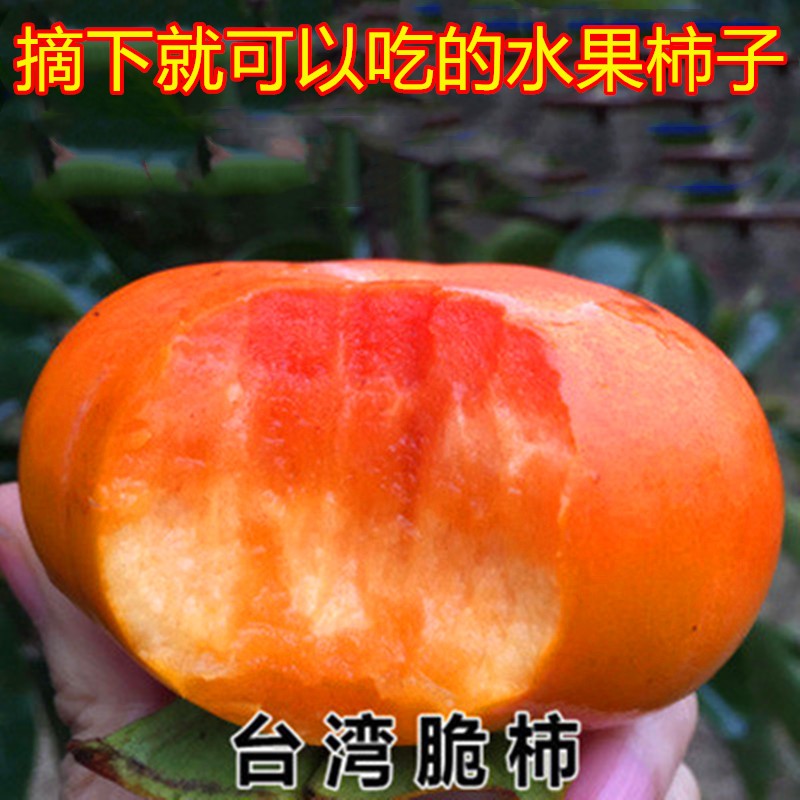 柿子树苗嫁接日本脆甜无核柿子当年结果南北方盆栽地栽种植果树苗