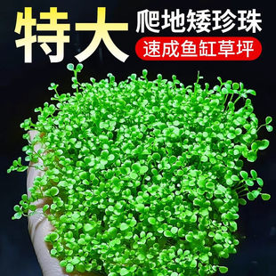 爬地矮珍珠无菌杯趴地迷你小坨水草植物鱼缸造景淡水水培增氧真草