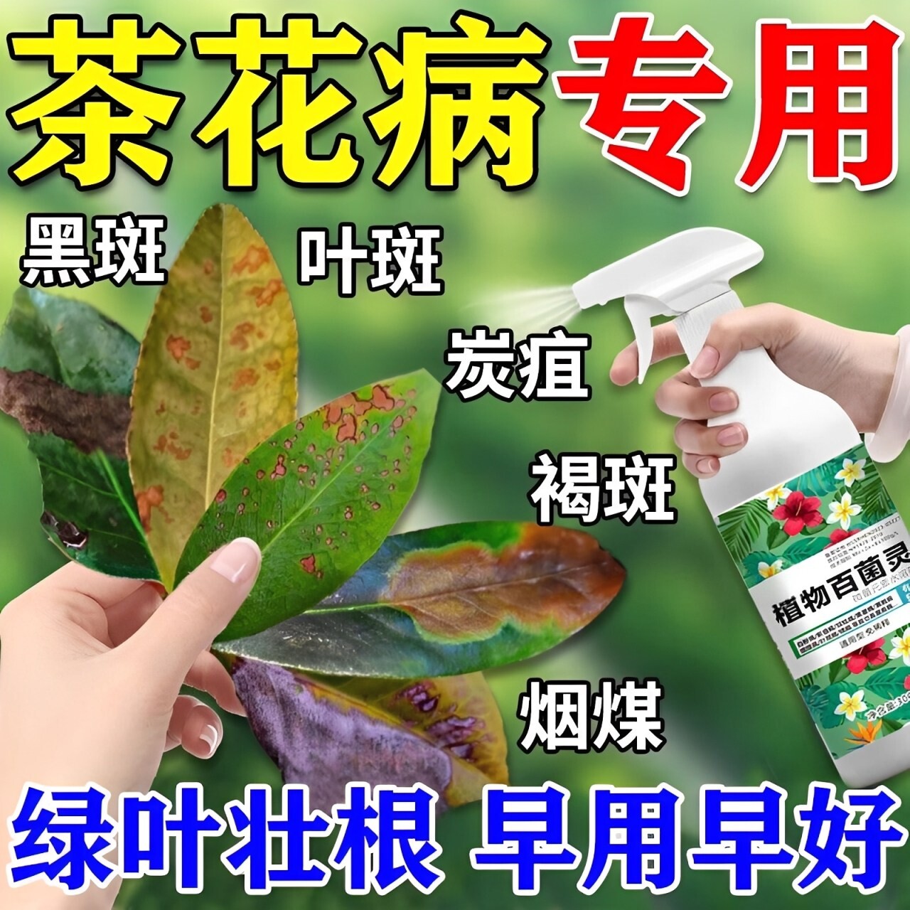 山茶花叶斑病专用叶枯黑斑炭疽病药消杀剂掉苞肥料黄叶焦尖营养液