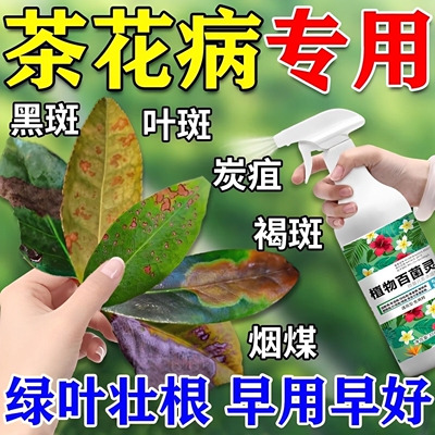 山茶花叶斑病专用叶枯黑斑炭疽病