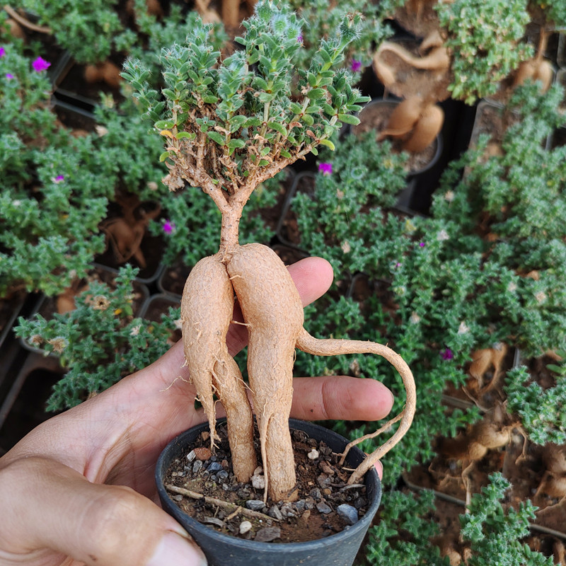 辰淇园艺姬红小松包邮块根嫁接番杏多肉盆栽桌面开花老庄