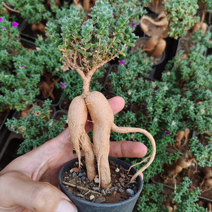 辰淇园艺姬红小松包邮块根嫁接番杏多肉盆栽桌面开花老庄