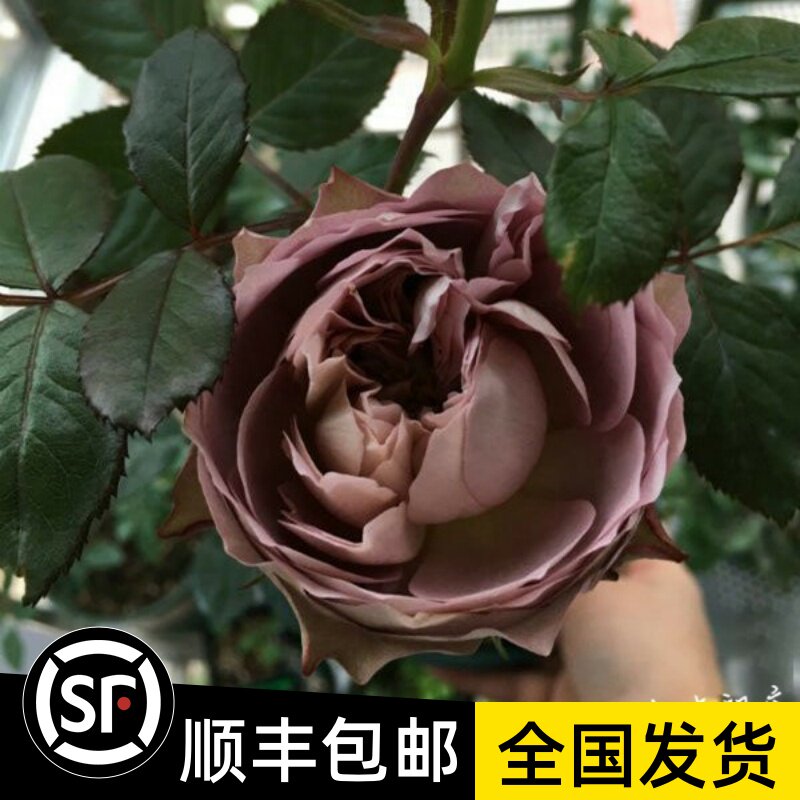 四季开花 日本杂交茶香月季苗 法尔索 灌木切花月季玫瑰蔷薇花苗