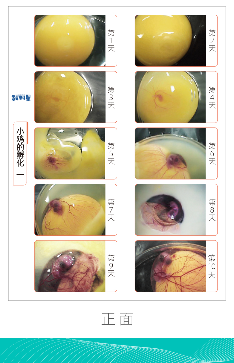 鸡蛋孵化过程图 小鸡的一生图卡 三年级科学下册 动物的一生材料