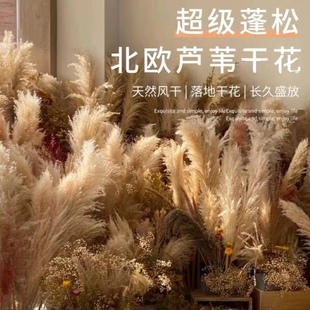 新品芦苇干花花束网红真花客厅摆设蒲苇大穗天然落地室内ins摆件