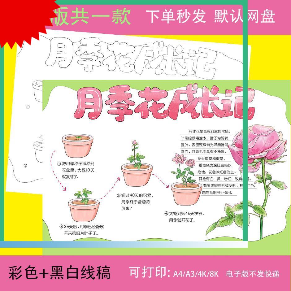 月季花成长记手抄报模板电子版自然笔记植物观察生长记录
