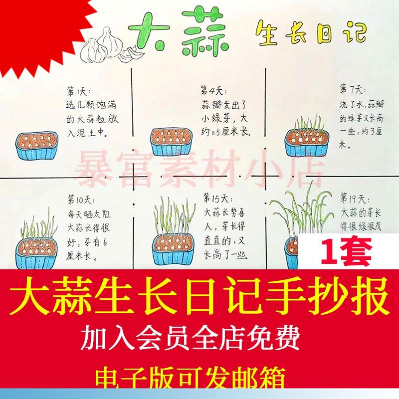 大蒜生长记手抄报电子版小学生观察记录植物蔬菜生长记录日记模板