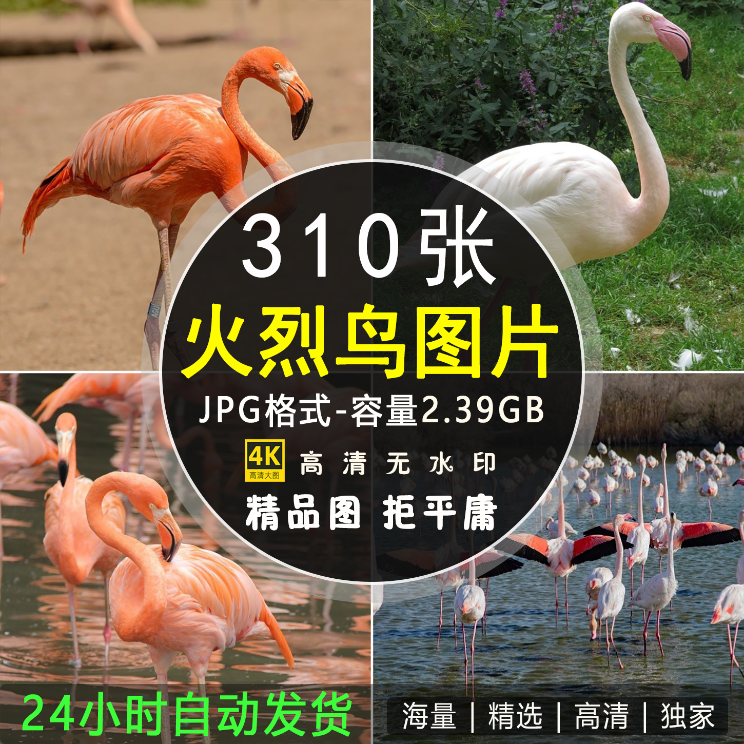 4K高清火烈鸟图片粉红色羽毛野生动物水鸟类摄影背景写生照片素