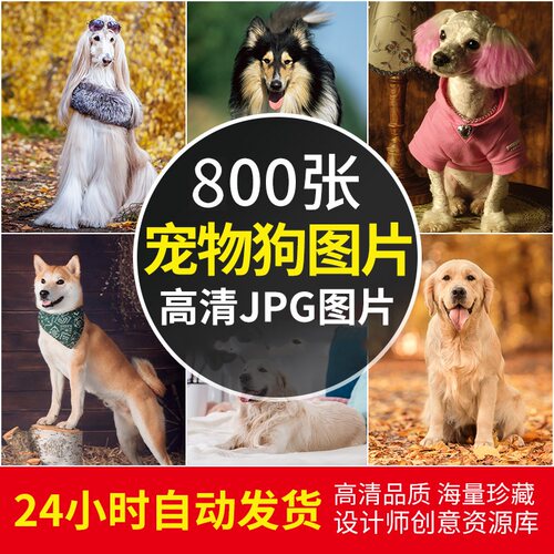 4K高清宠物狗狗图片壁纸萌宠金毛泰迪萨摩柯基法斗纳瑞名犬ps素材