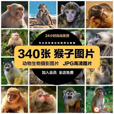 高清猴子图片金丝猴猕猴猿猴灵长类野生动物摄影照片JPG素材下载