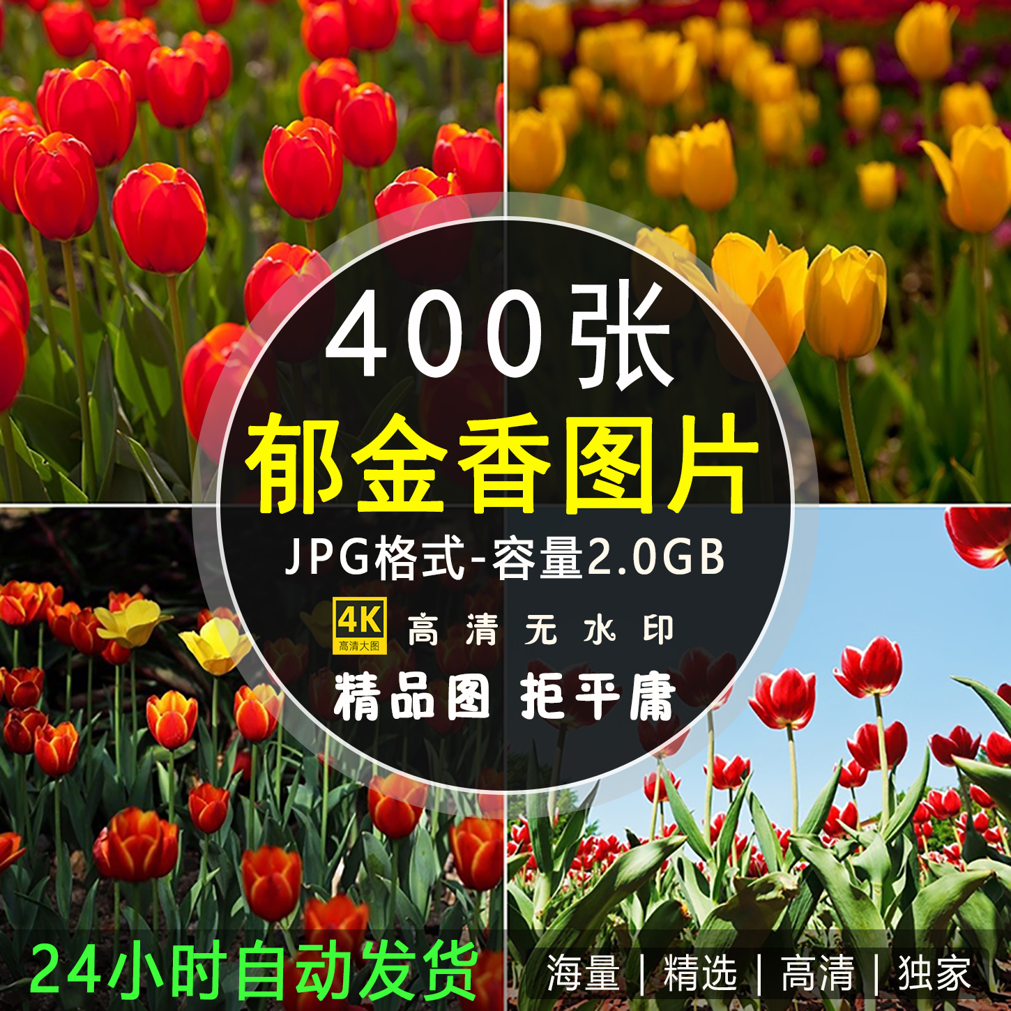 高清郁金香图片花田花海花朵植物摄影特写照片唯美背景壁纸ps素材
