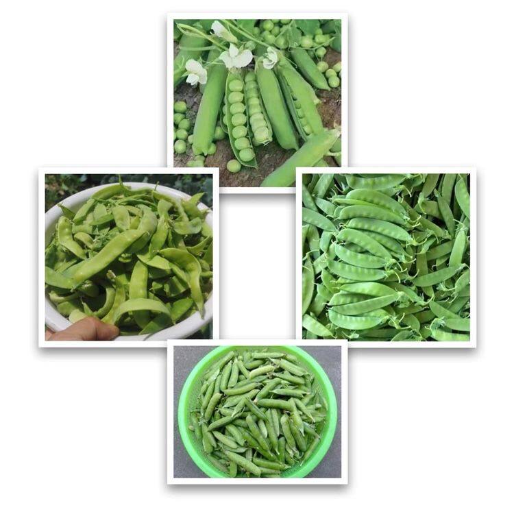 农家传统混合豌豆种子吃苗吃荚吃豆种籽 非转基因可留种 秋冬蔬菜