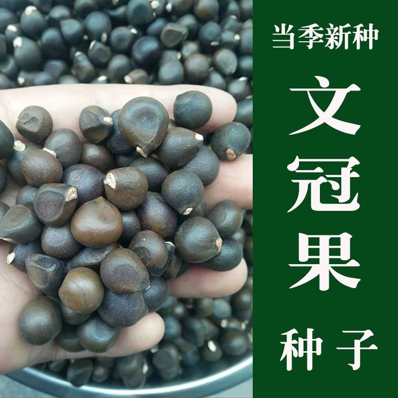 新采文冠果种子文冠果树苗种子芽率高可榨油经济林木绿化植物包邮