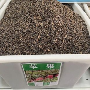 出售散装苹果种子 苹果树种子 四季播种果树种子 红富士苹果种籽