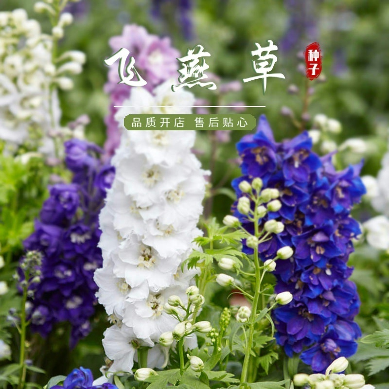 飞燕草花种子春播庭院室外易播种易活花种籽阳台盆栽耐寒绿化种子