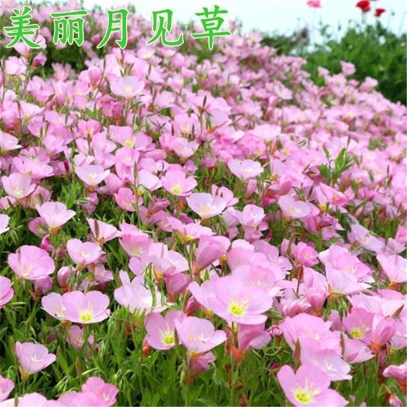 美丽月见草种子多年生宿根花卉种子四季易活草花种子耐寒花籽
